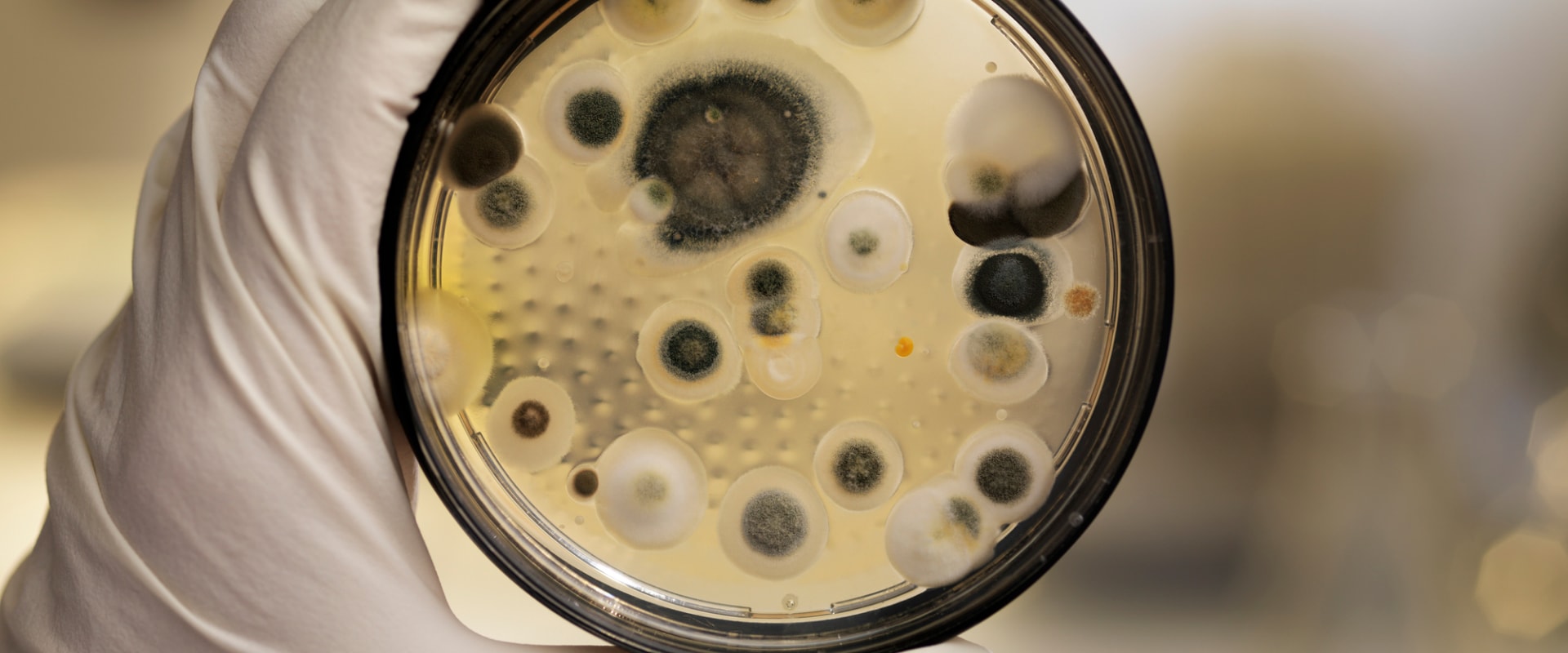 Is mold testing reliable?