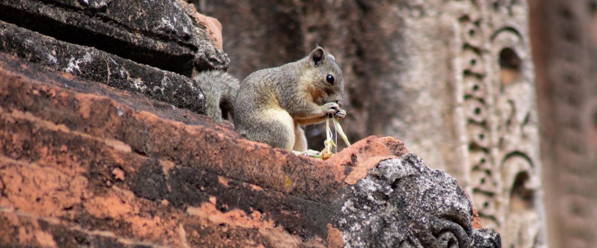The Different Kinds Of Rodent Removal in Dallas
