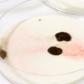 Can you test for mold if you can't see it?