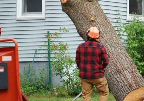 The Ultimate Guide To Stump Removal In Scottsdale, AZ: Why it's Essential For Home Inspections